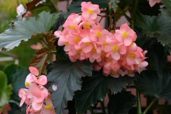 B. ‘Sunnyday’s Gale’